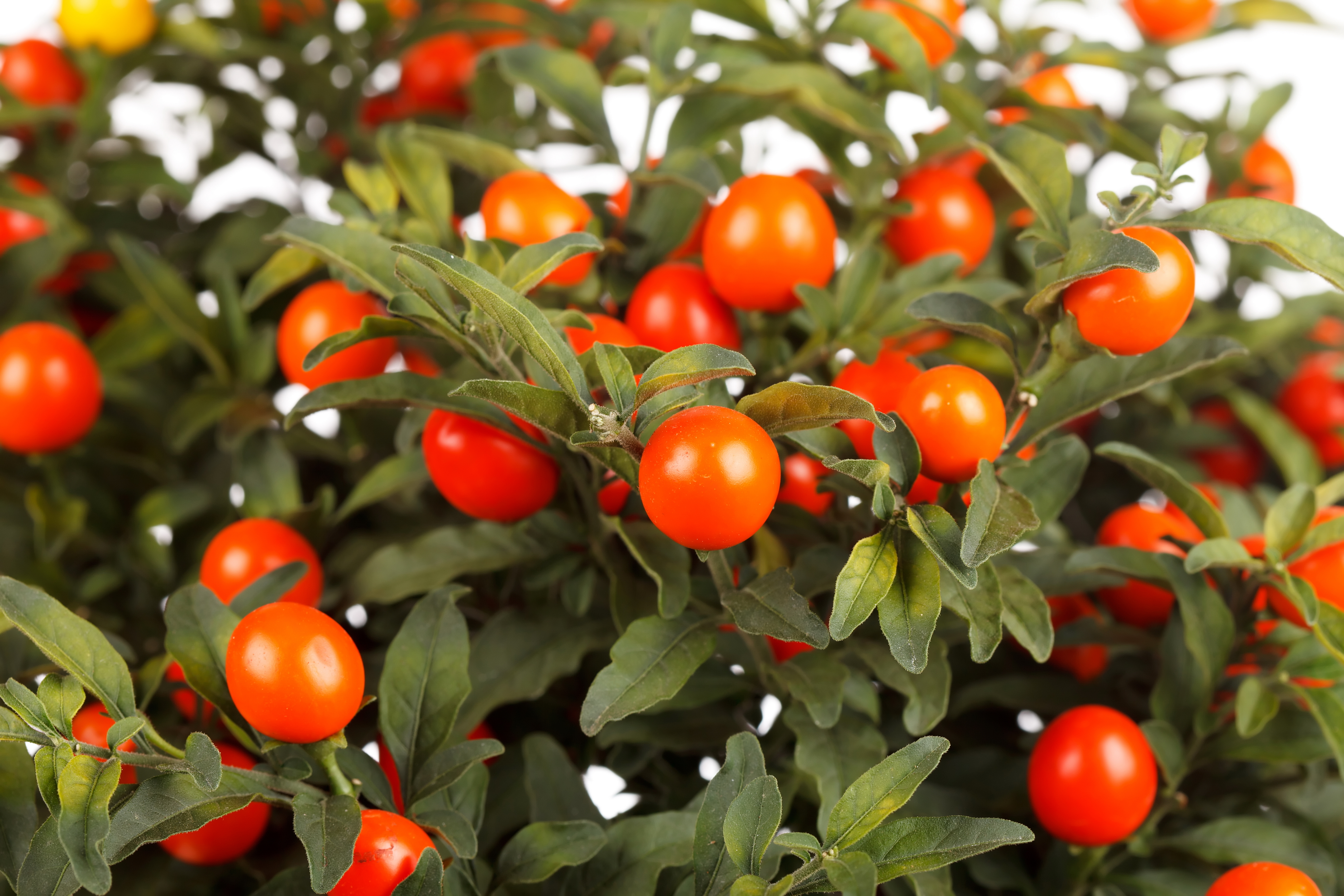 Ashwagandha – Ajurwedyjski czar