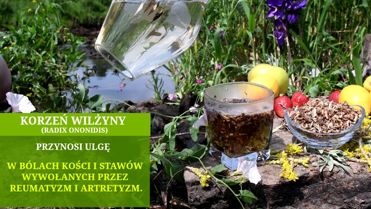 KORZEŃ WILŻYNY