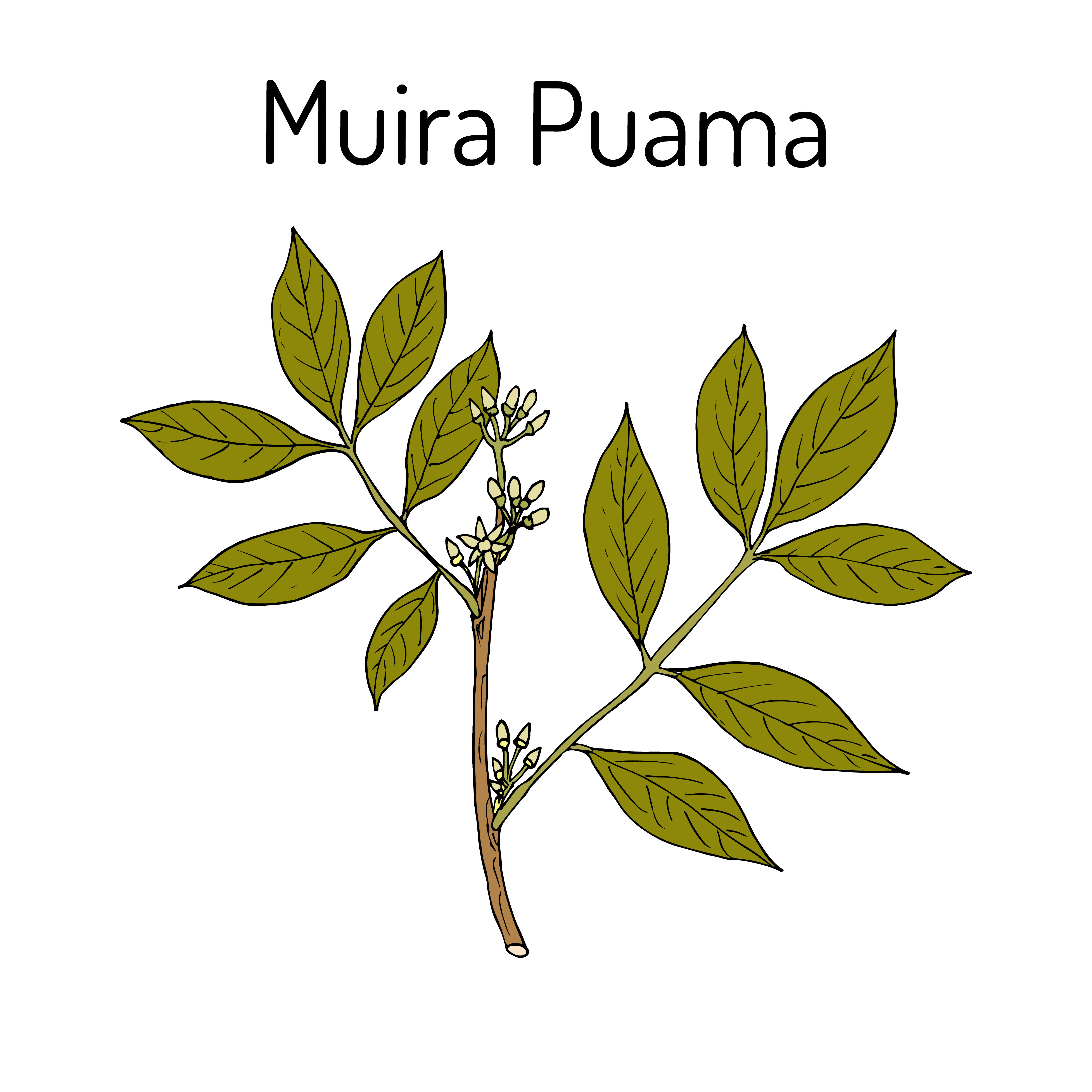 Muira puama – żeby konar mężczyzny zapłonął!