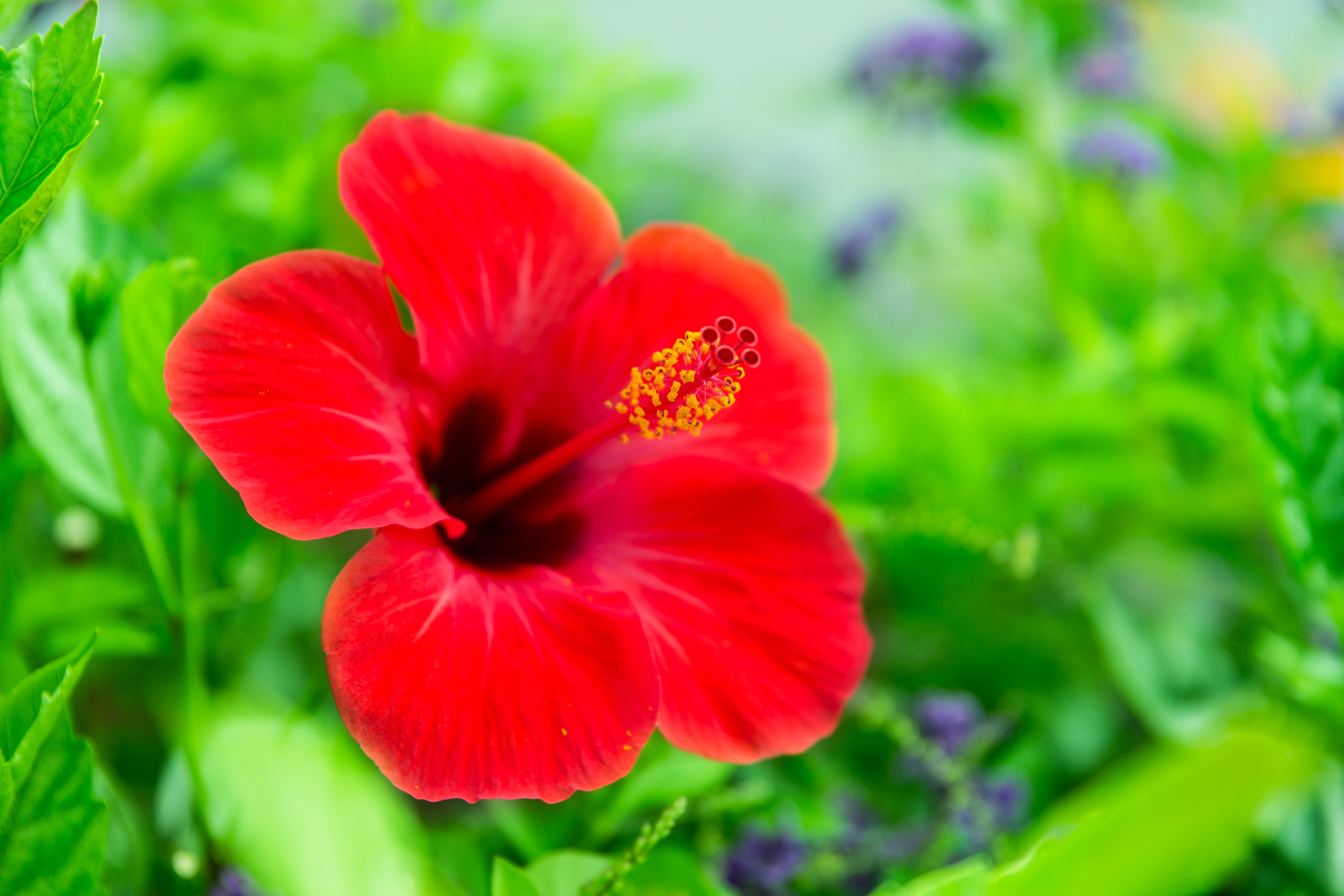 Hibiskus – kwiat na ciśnienie i odporność.
