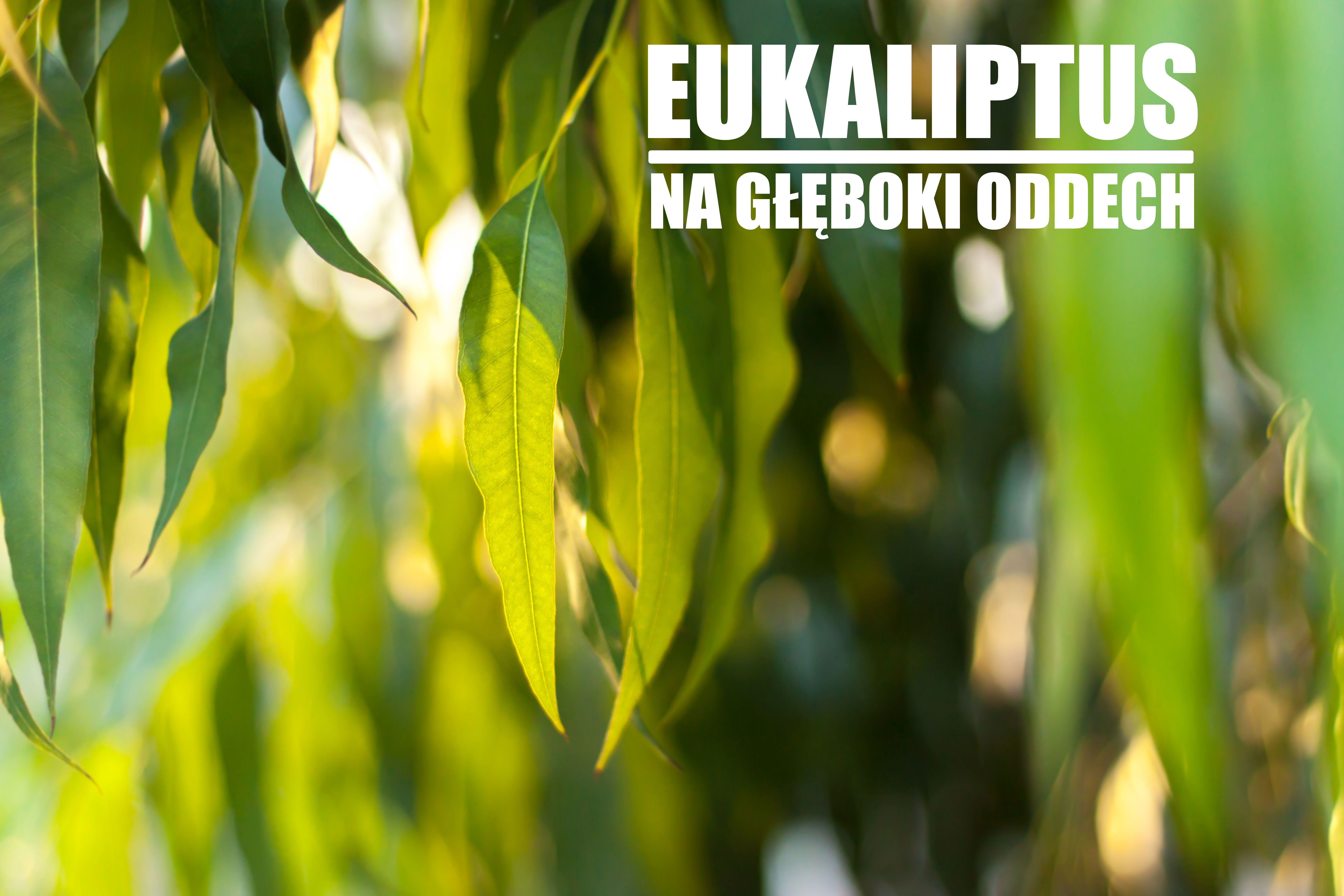 Eukaliptus – na górne drogi oddechowe