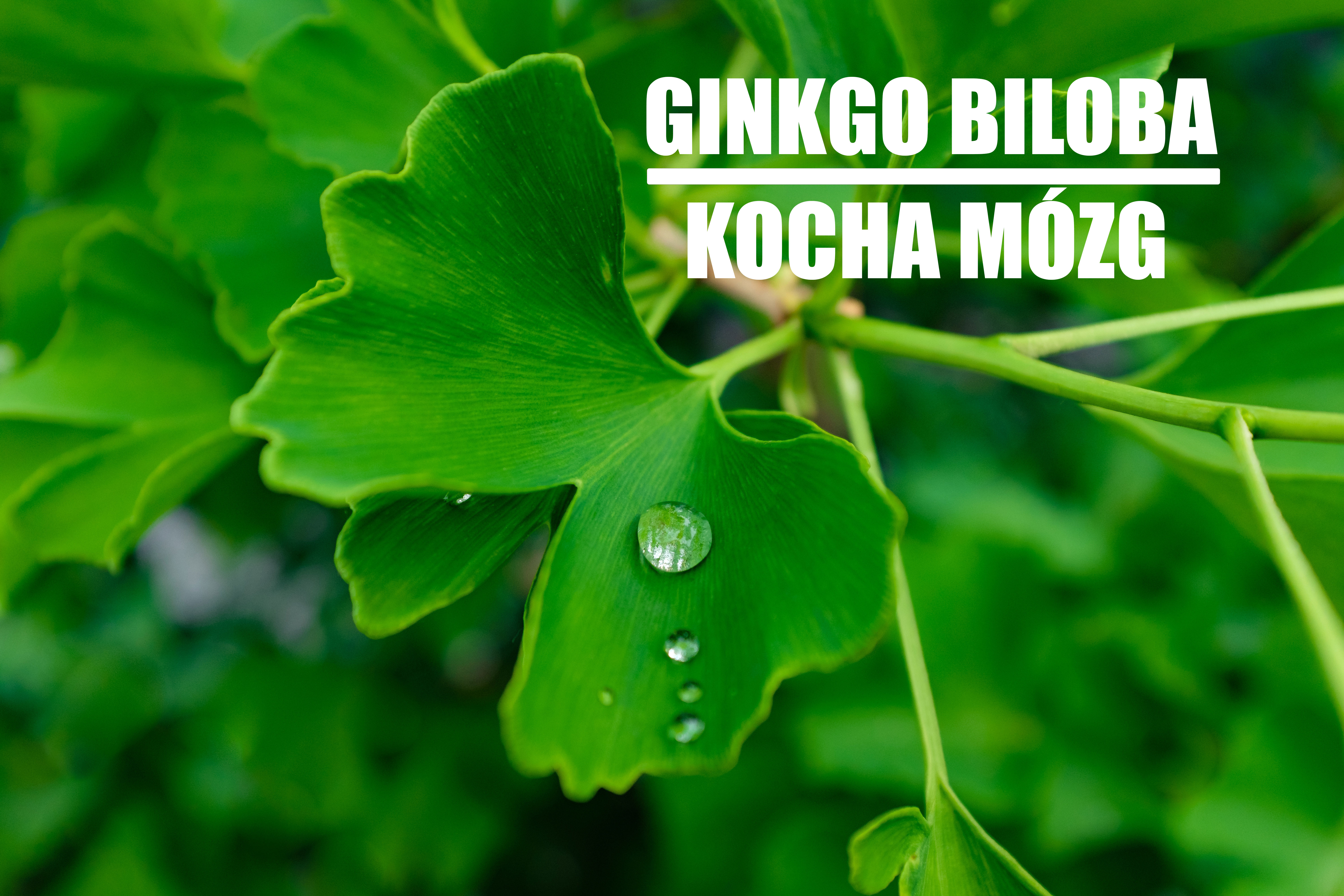 Miłorząb japoński – na pamięć i koncentrację.