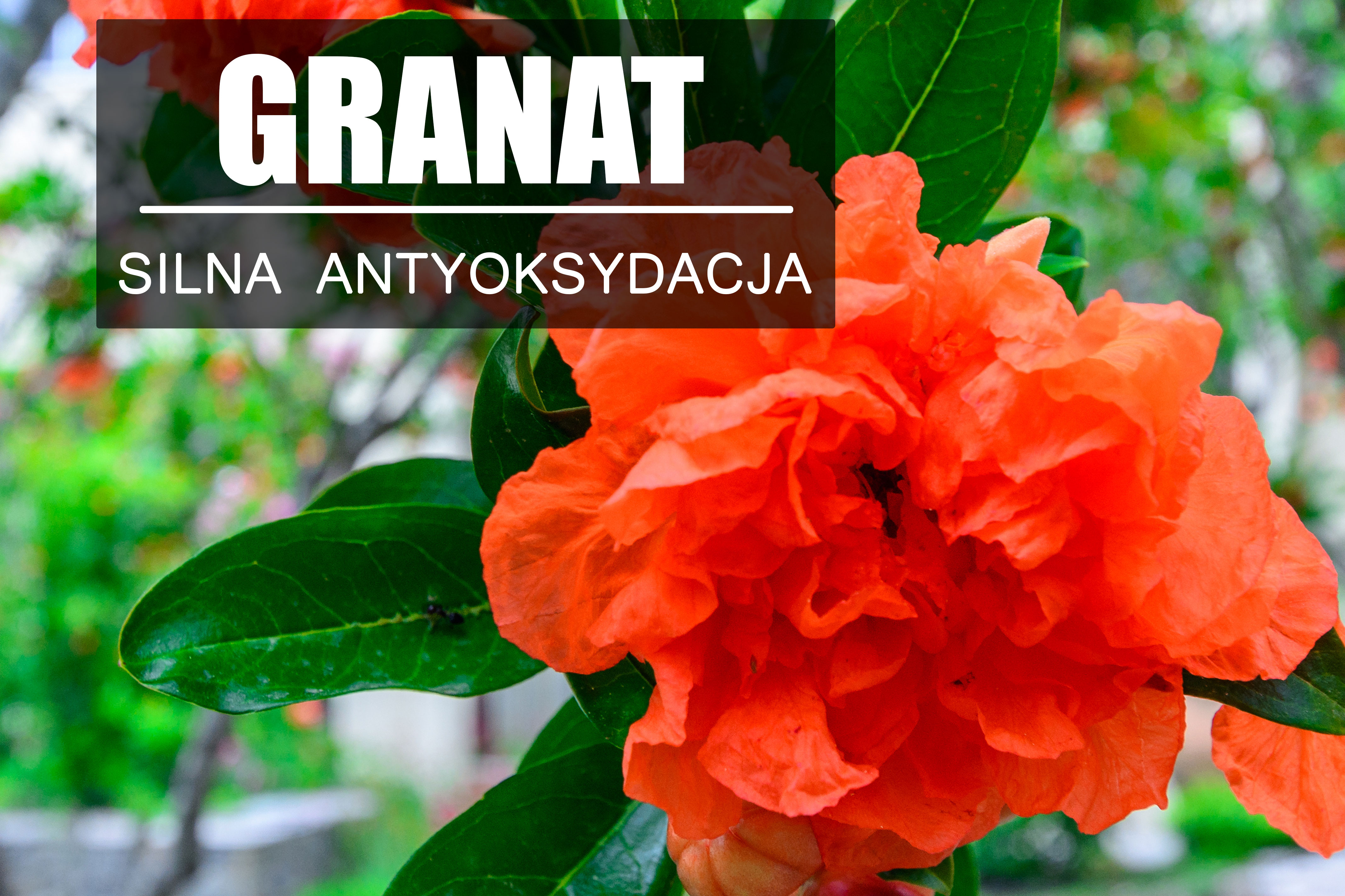 Kwiat granatu – silna antyoksydacja