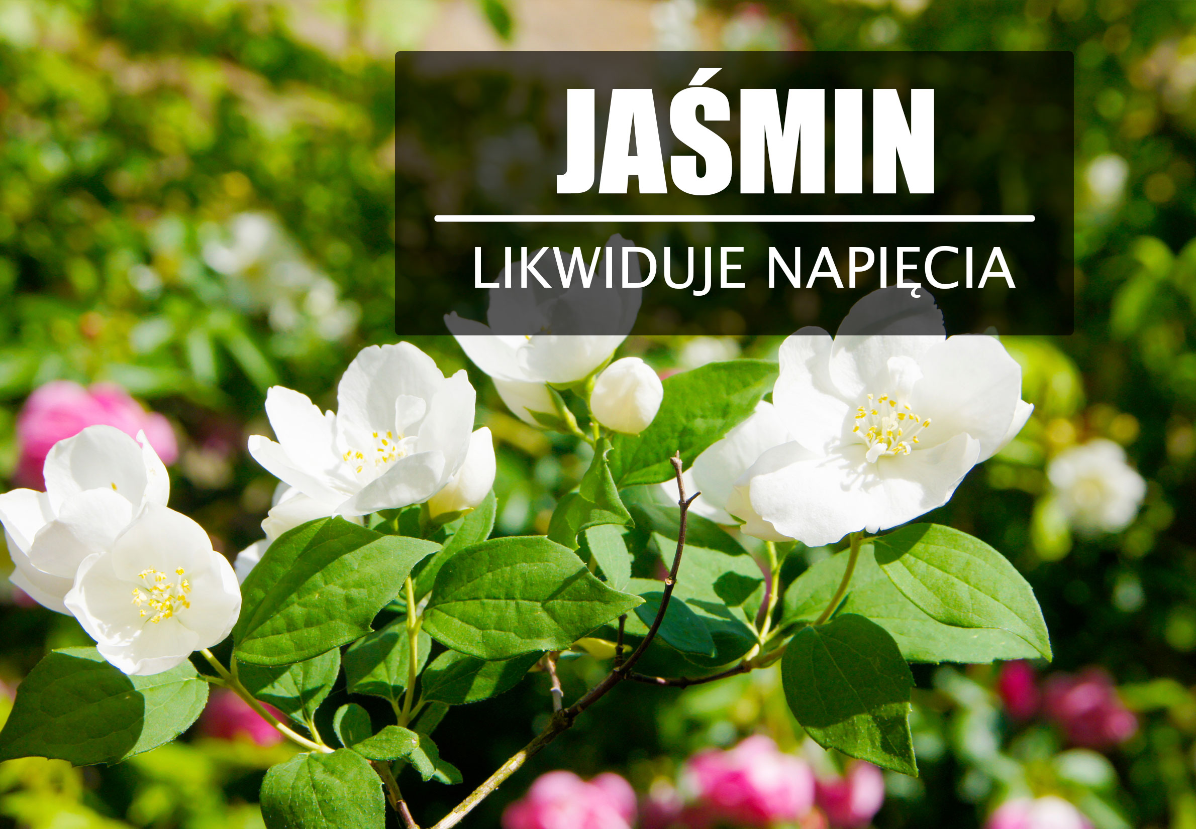 Jaśmin – zapach matki natury