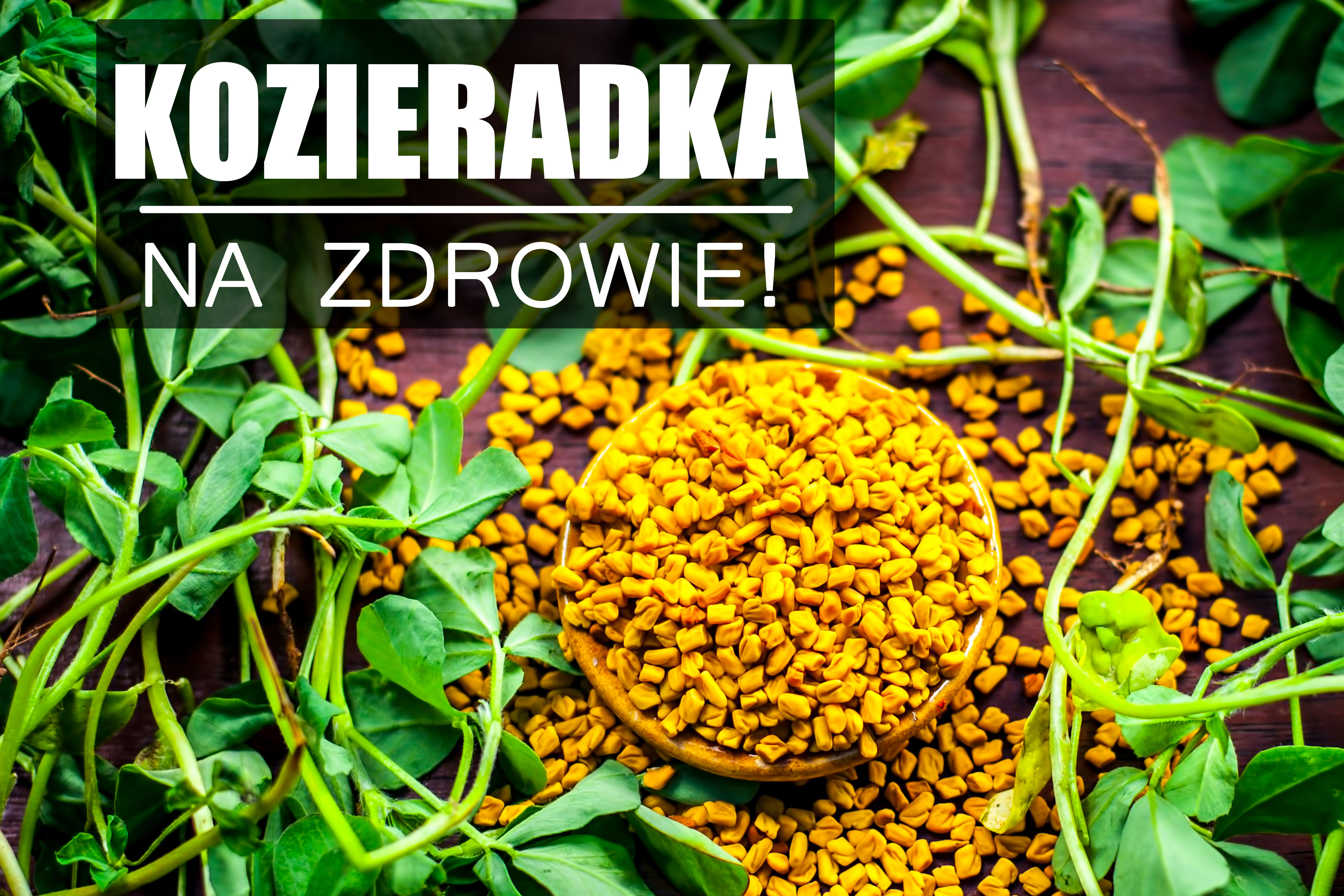 Kozieradka – na zdrowie!