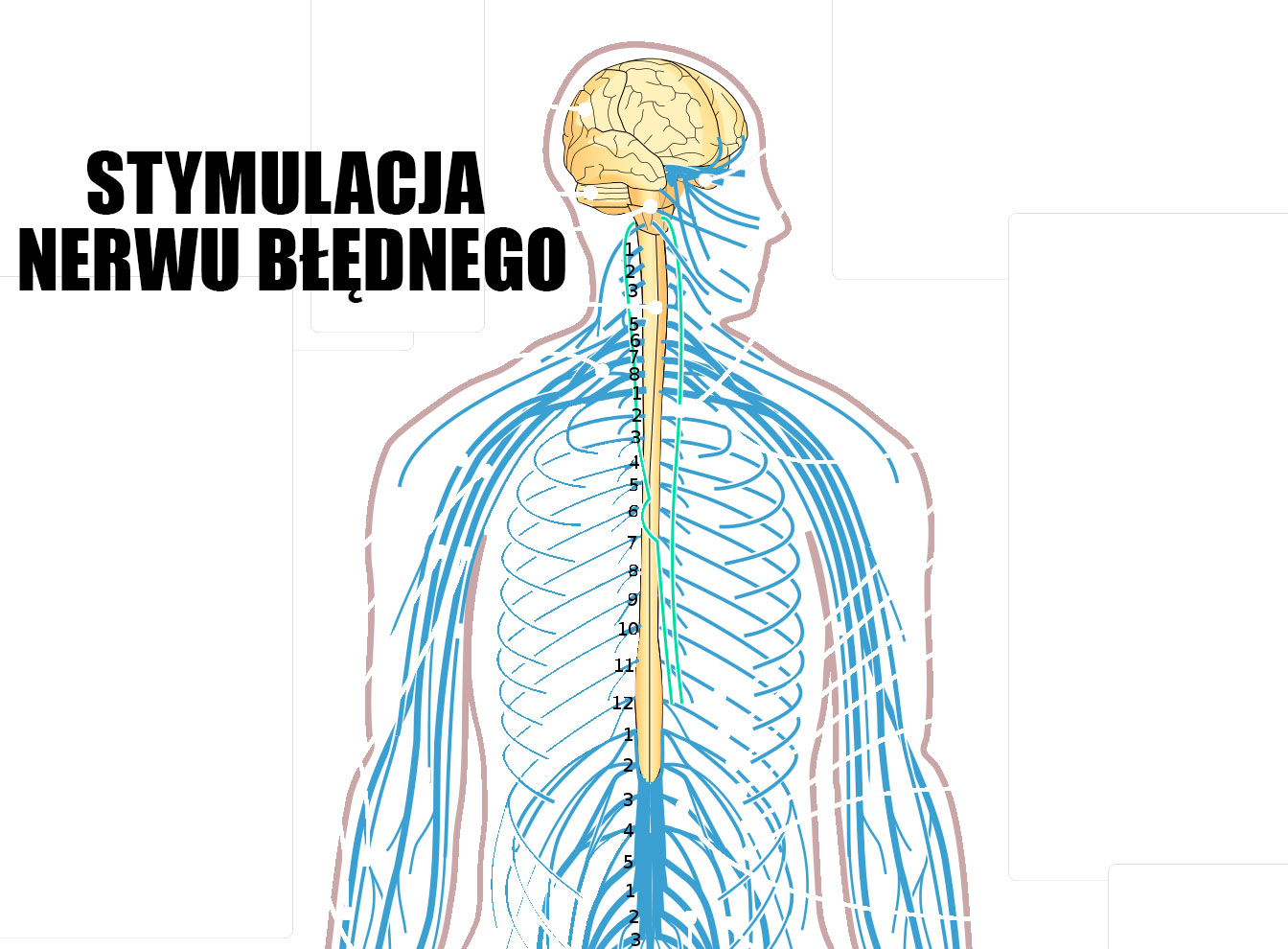 Nerw błędny wpływa na zdrowie całego organizmu
