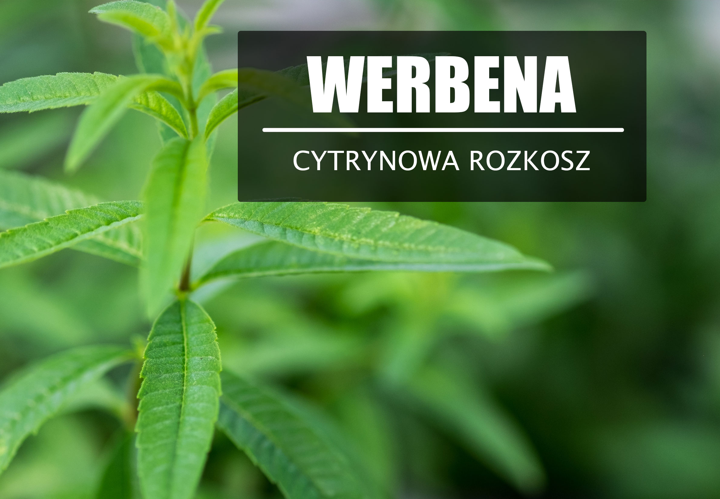 Werbena cytrynowa – zapachowe zioło.