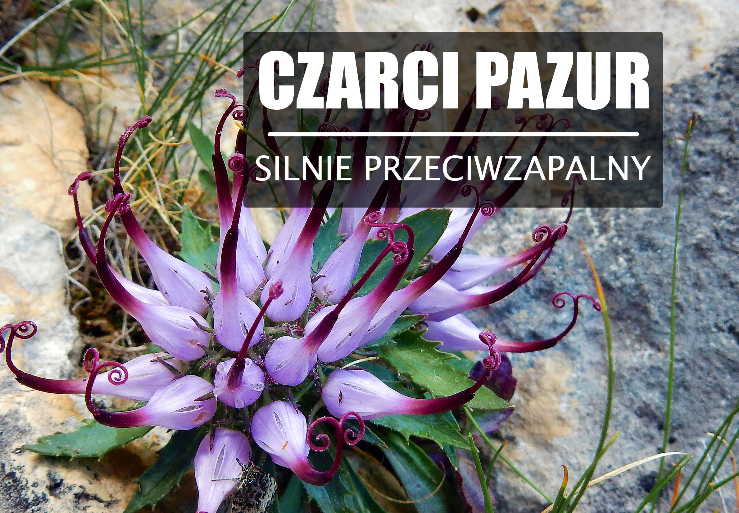 Czarci pazur – piekielnie zdrowe zioło.