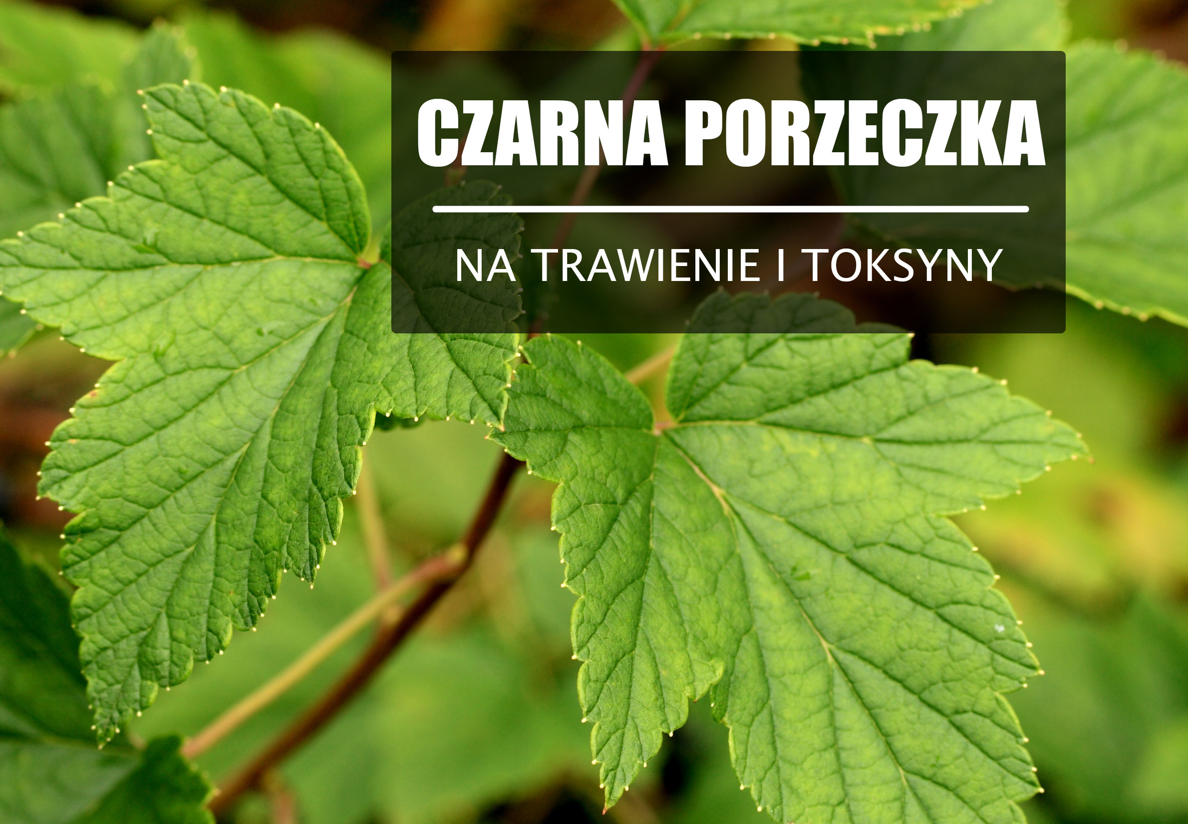 Liść czarnej porzeczki – usuwa toksyny i infekcje.