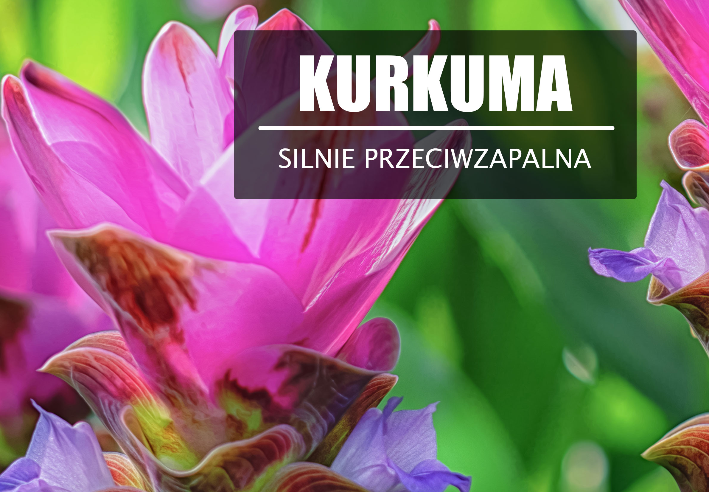 Kurkuma – Niesamowicie silne zioło PRZECIWZAPALNE!