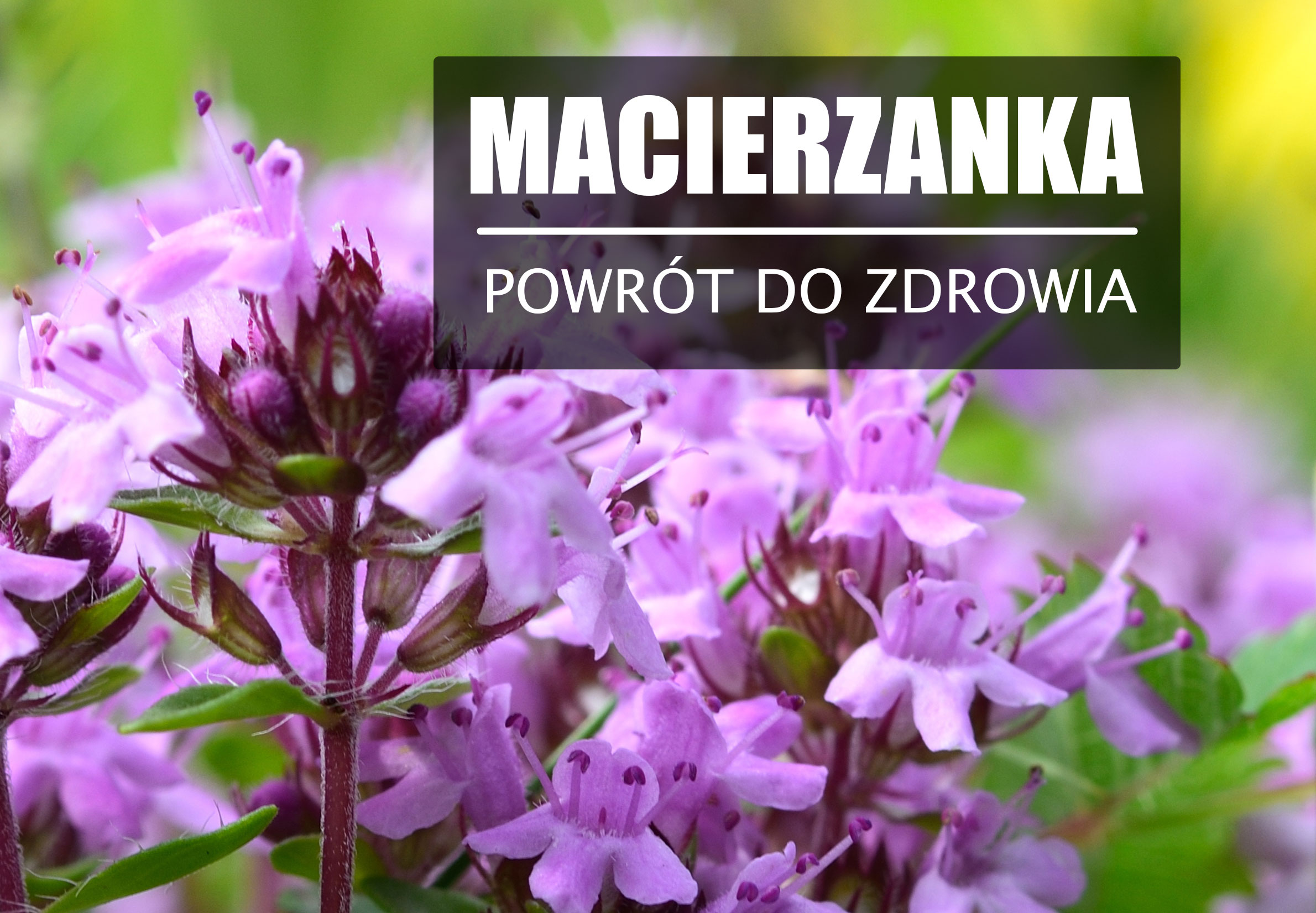 Macierzanka piaskowa – na wyjście z choroby.