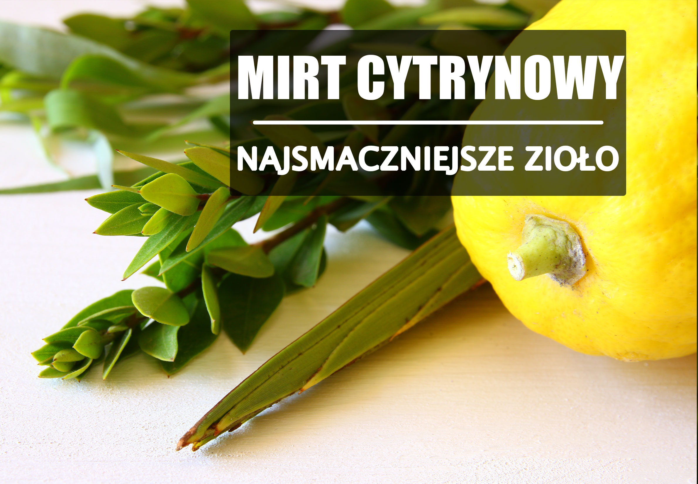 Mirt cytrynowy – najsmaczniejsze zioło.