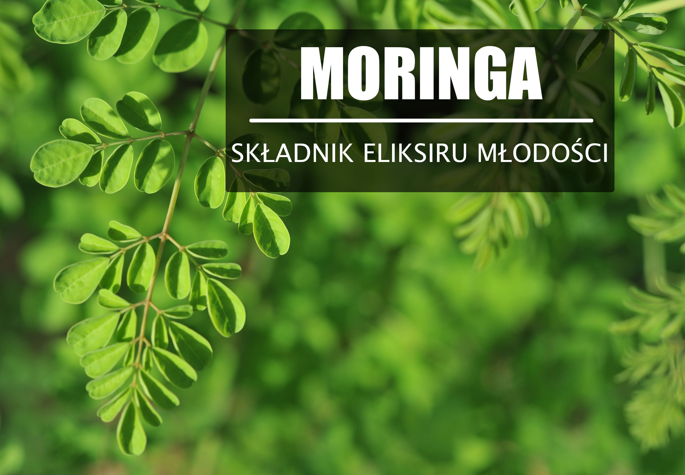 Moringa oleifera – Antyoksydacja i piękno w jednym liściu.