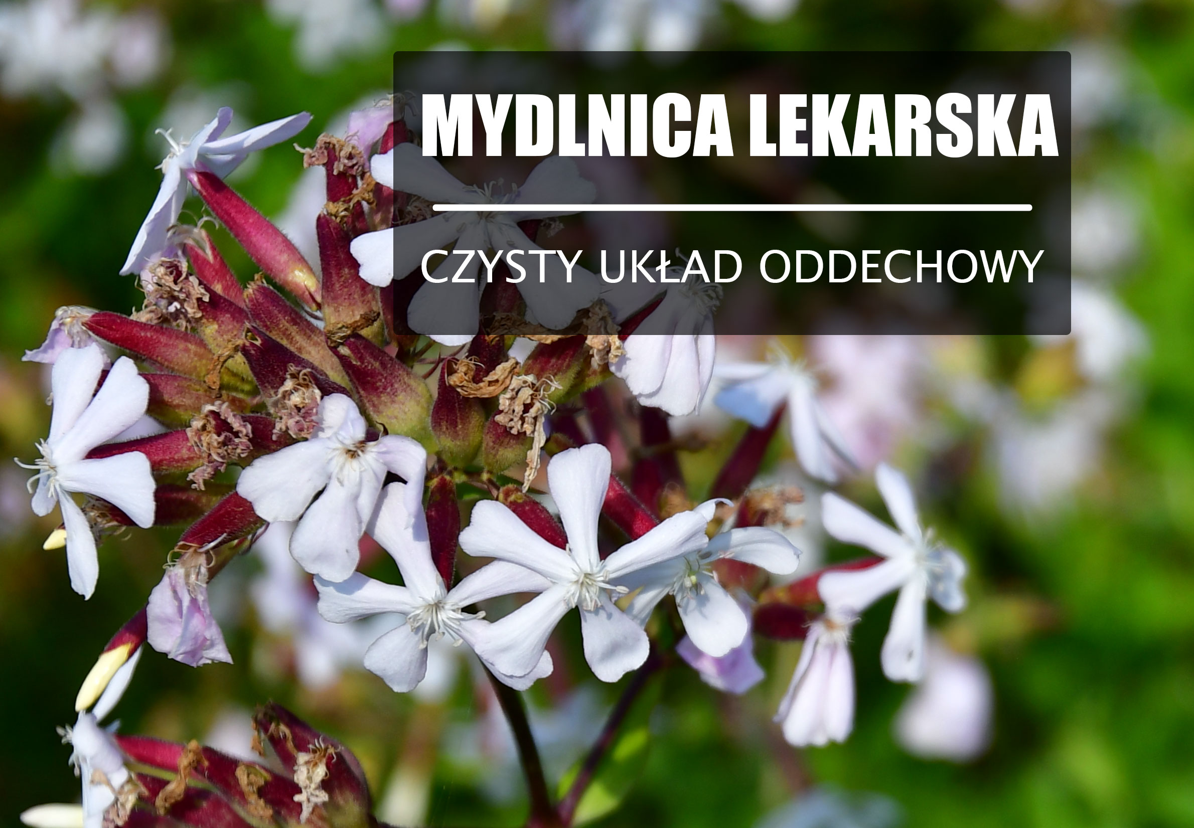 Mydlnica lekarska