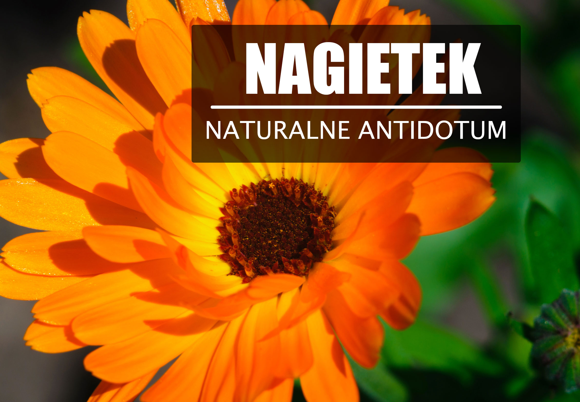 Nagietek lekarski – antidotum na trucizny.