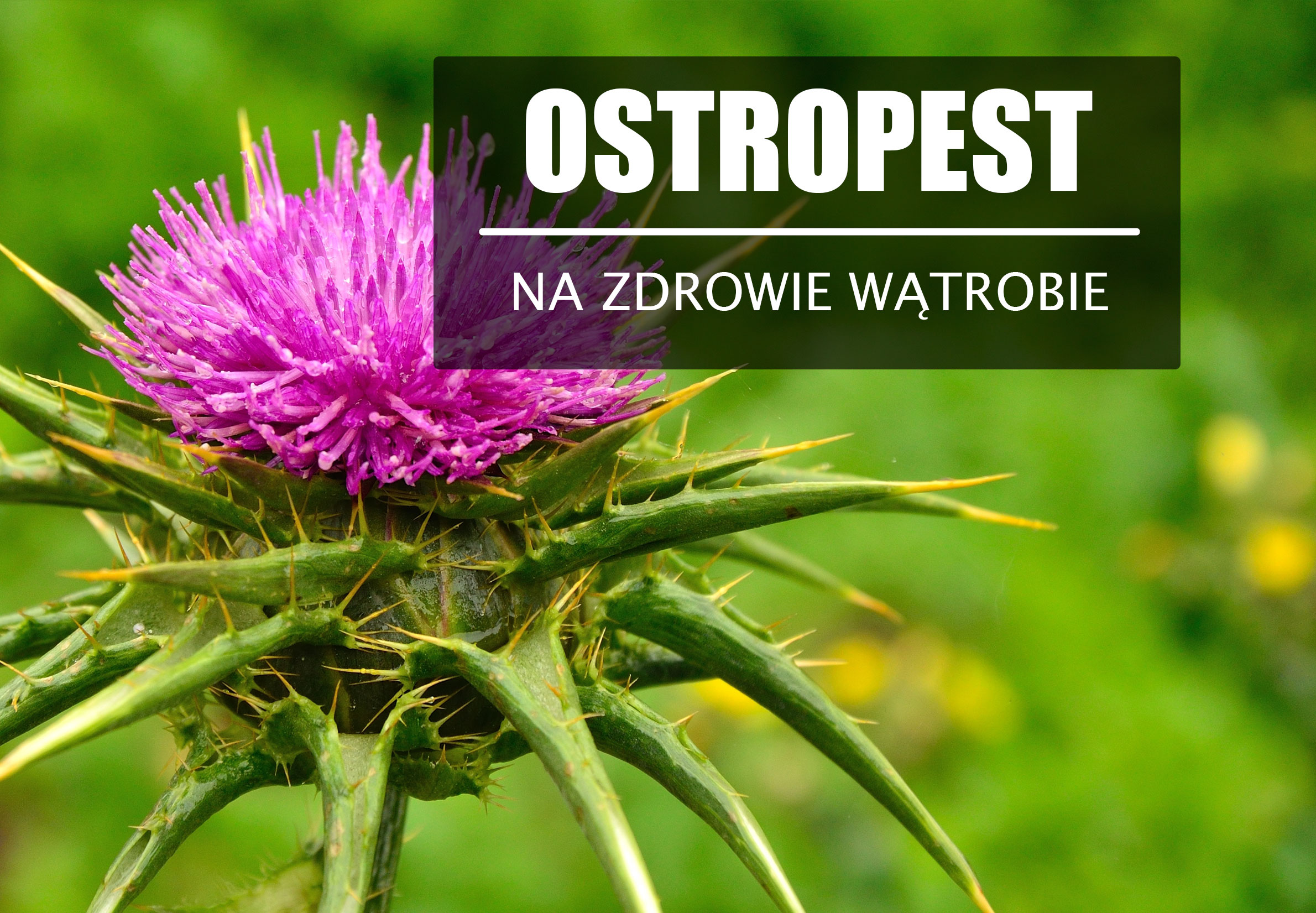 Ostropest plamisty – oszustwo czy ratunek dla wątroby?