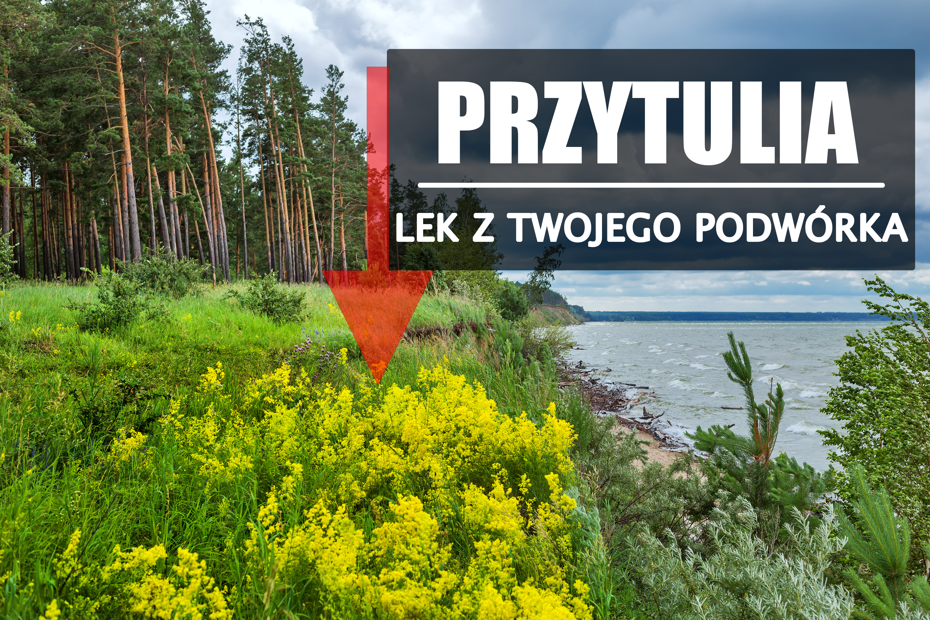 Przytulia właściwa – pogotowie dla układu pokarmowego