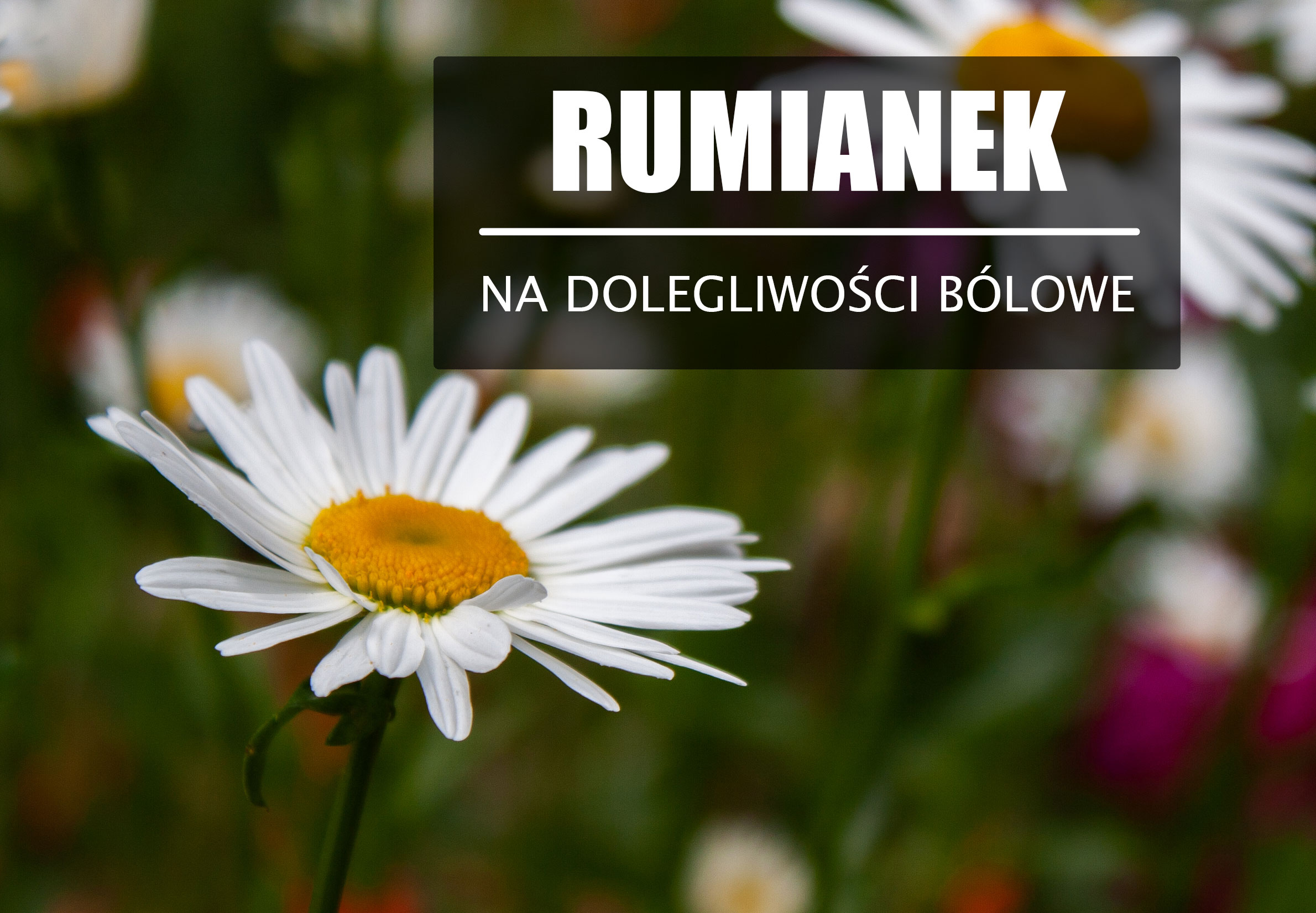 Rumianek – Łagodzi bóle i reguluje organizm.