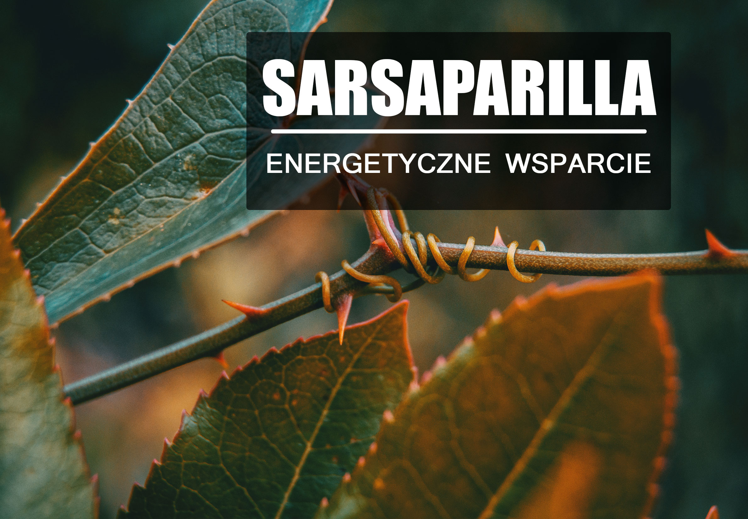 Sarsaparilla – energetyczno-hormonalna roślina