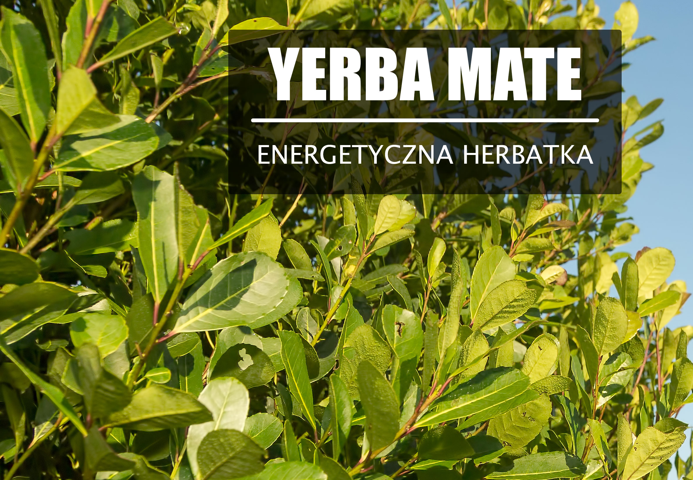 Yerba Mate – energia z natury.