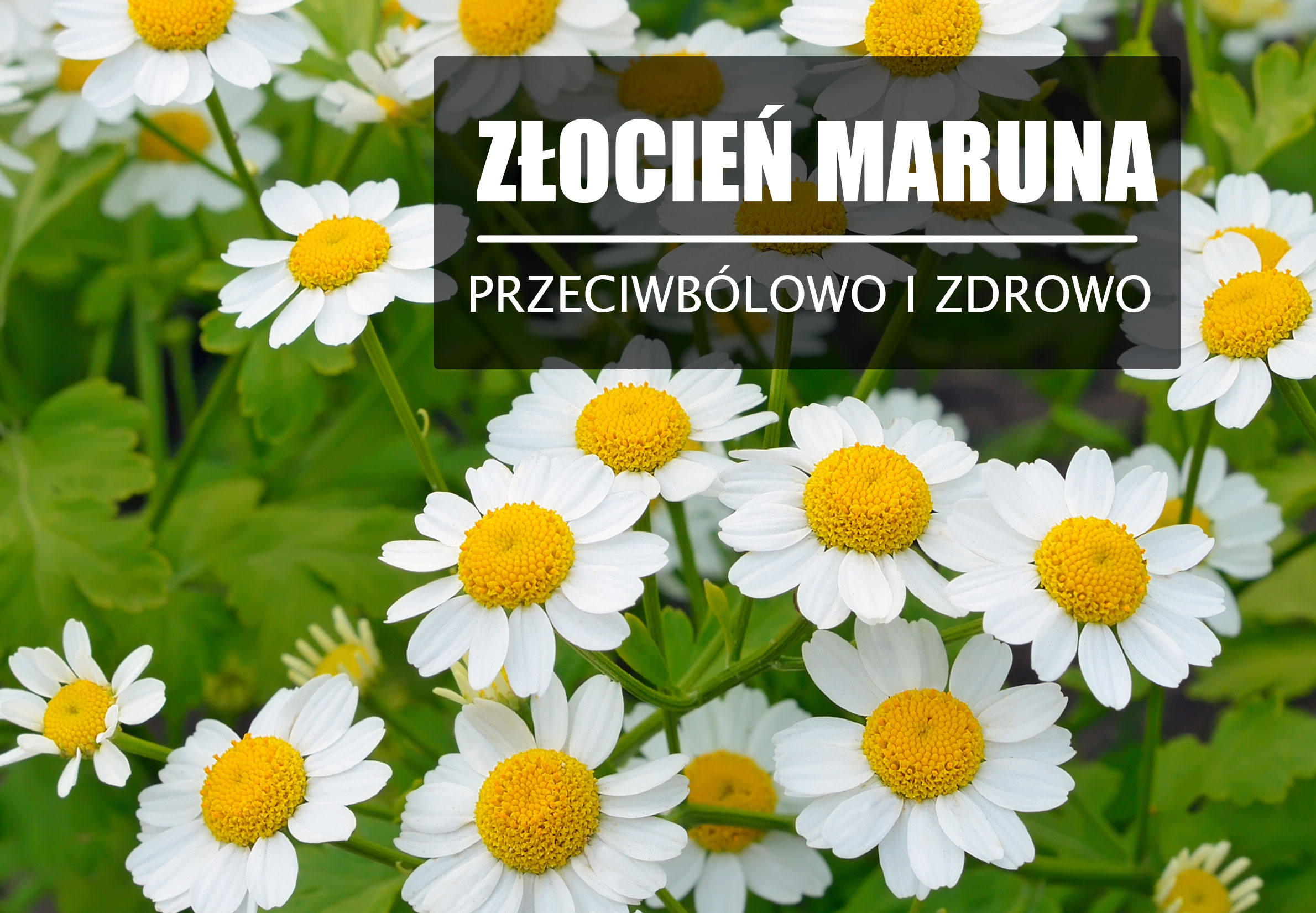 Złocień maruna – działa przeciwbólowo i prozdrowotnie.