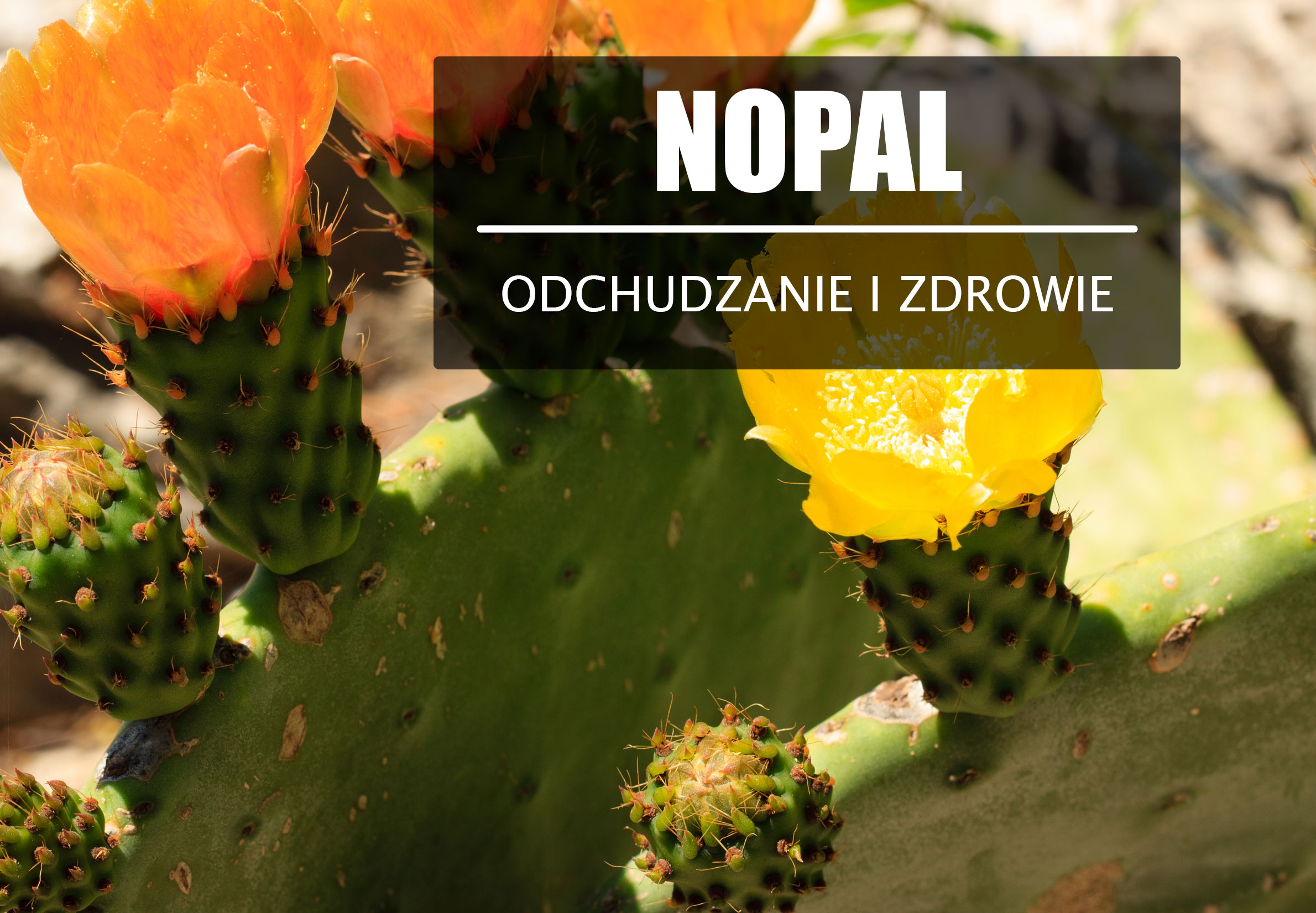 Nopal – na otyłość