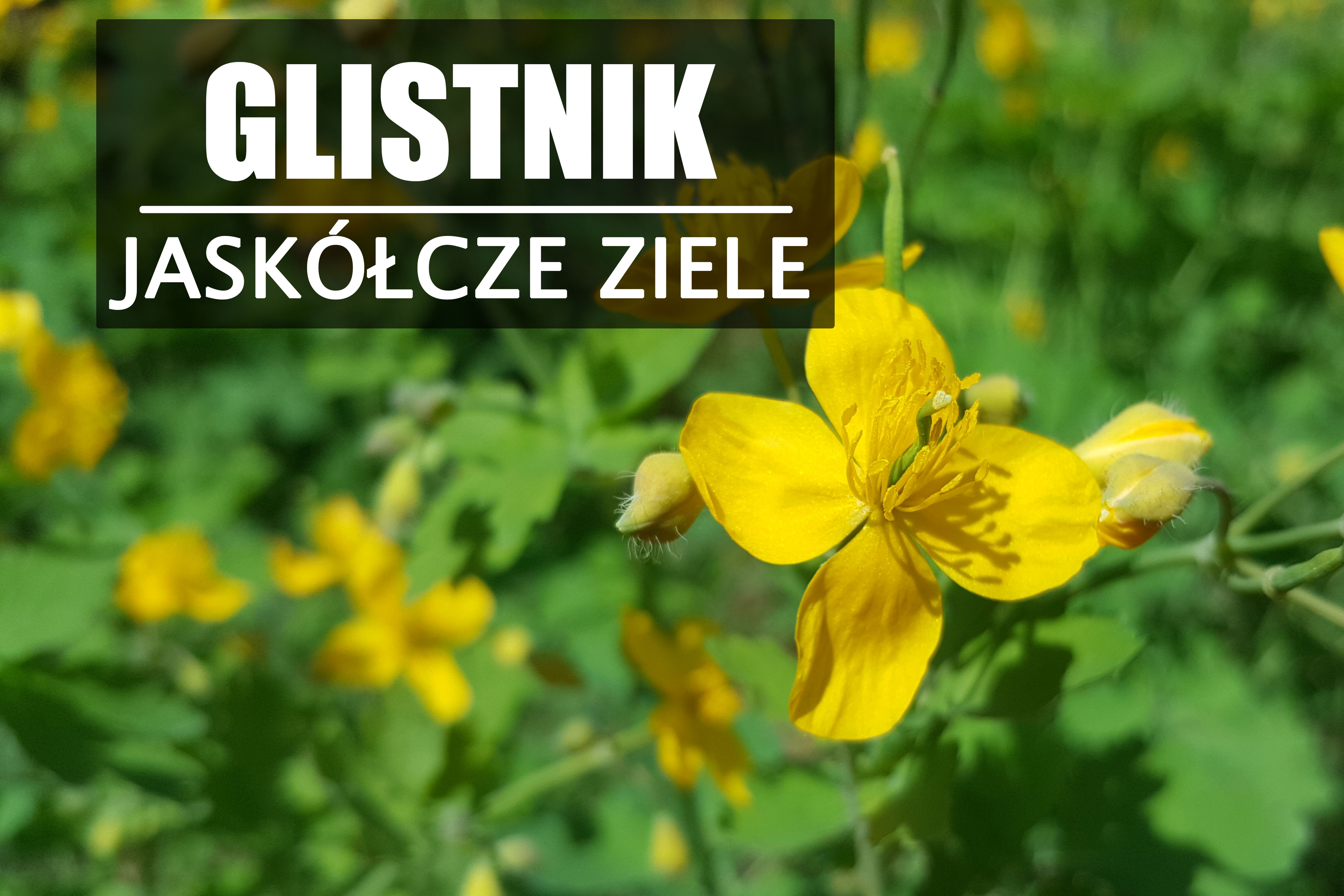 GLISTNIK Jaskółcze ziele – Boski pomarańczowy sok.