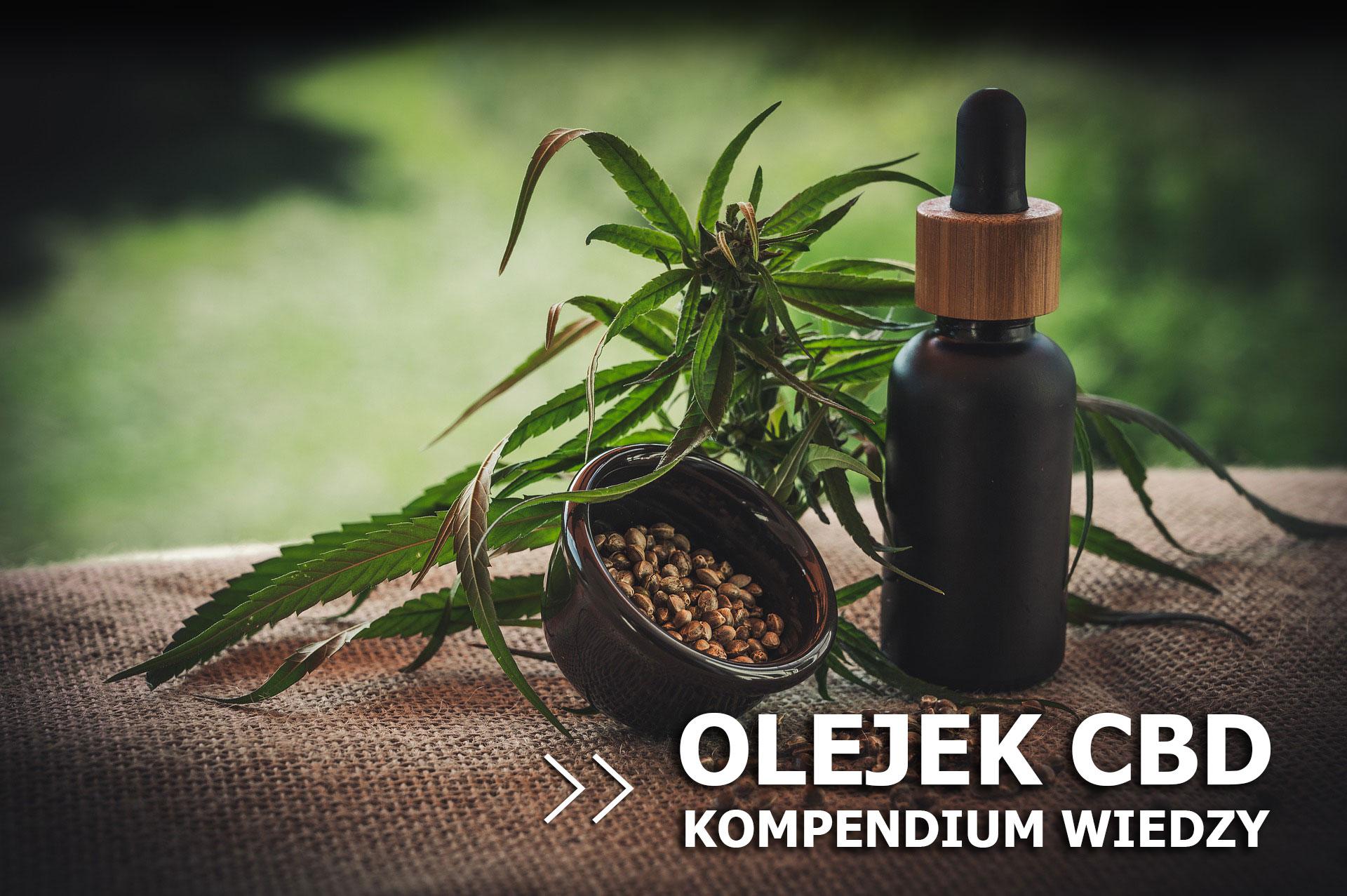 Olejek CBD – kompendium wiedzy.